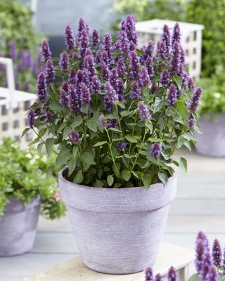 All the Buzz on Agastache