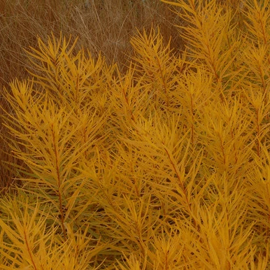 Blue Star Goes Golden - Amsonia xButterscotch Unwrapped