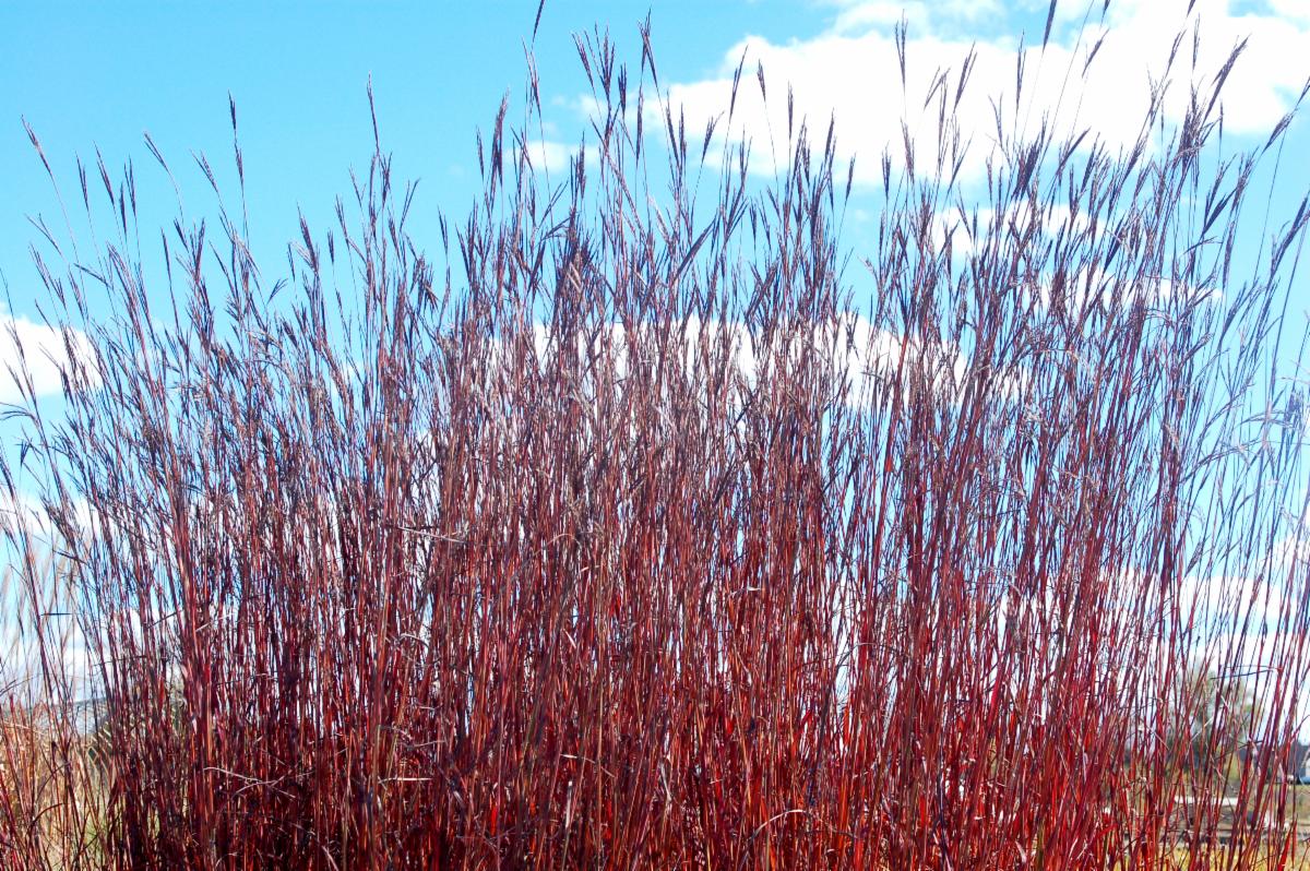Exceptional, Intrinsic Selections of Big and Little Bluestem