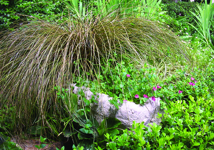 Carex Takes the Bronze — And Steals the Show