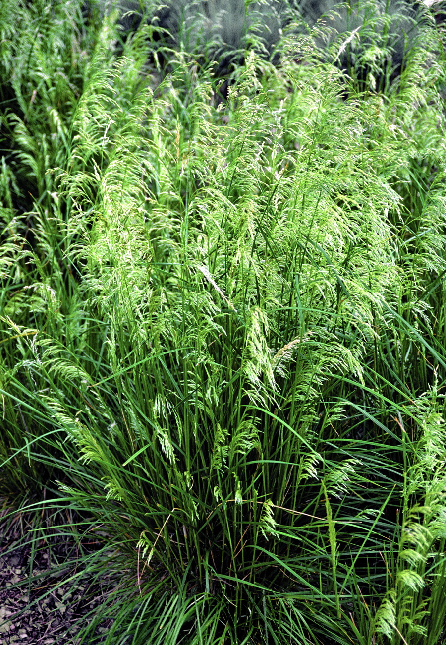 Deschampsia is Fine as Frog's Hair