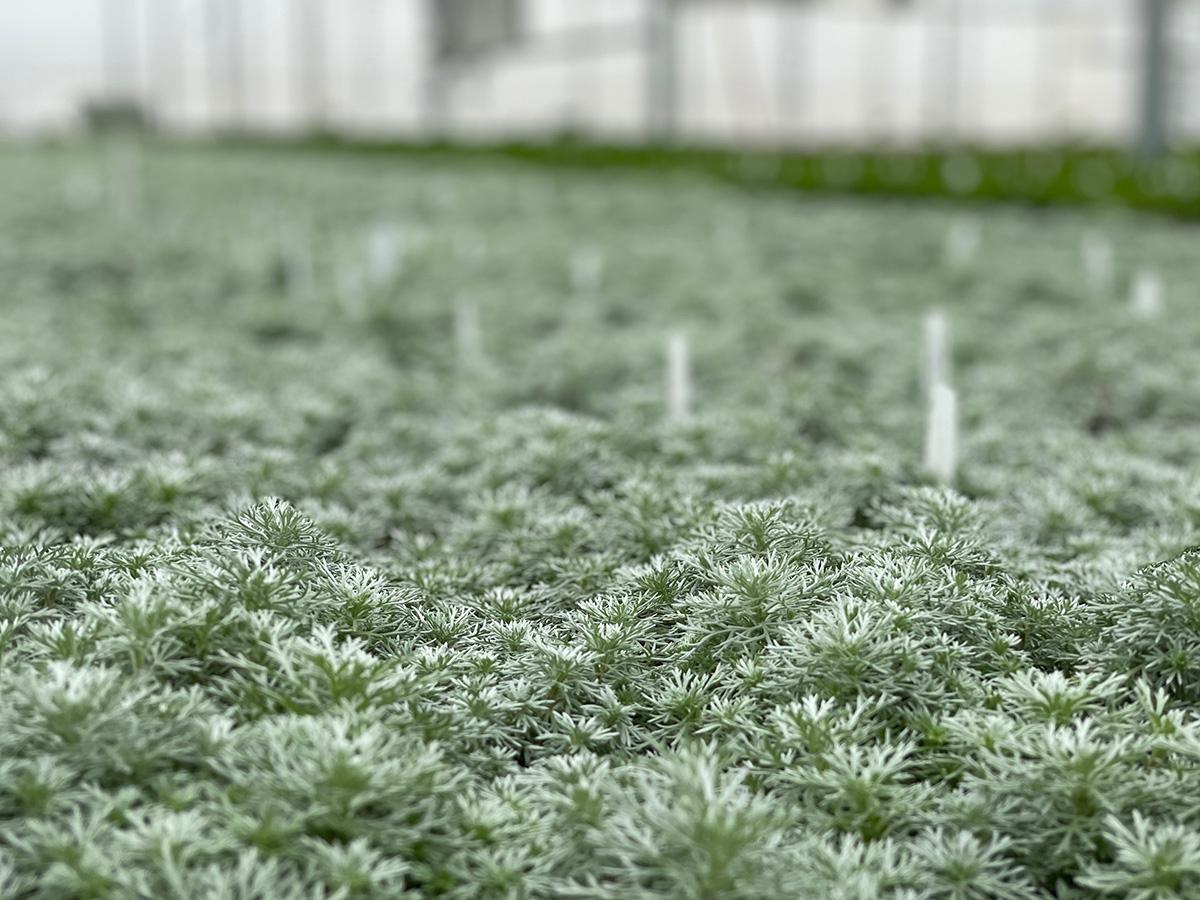 Artemisia, "A Garden Designer's Blue Ribbon Winner" 