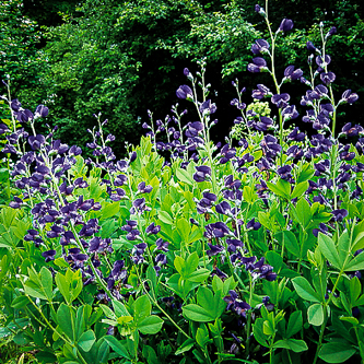 Baptisia australis, It's to Dye For!