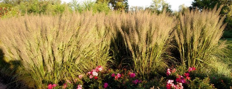 Built for Heat, Calamagrostis a. var. brachytricha Caspian