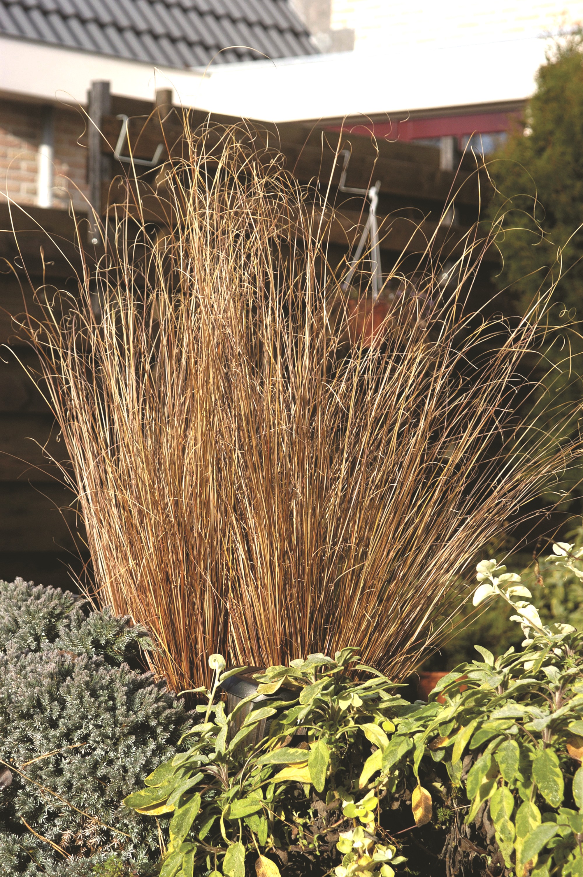 Easy Care, Colorful, Carex ColorGrass® Collection 