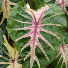 Big Foliage Flair with Colocasia 
