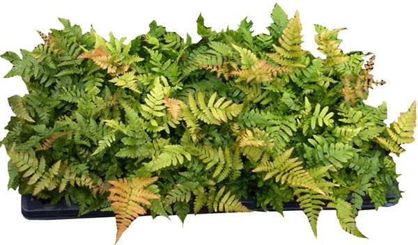 From the Dawn of Time ~ Autumn Ferns