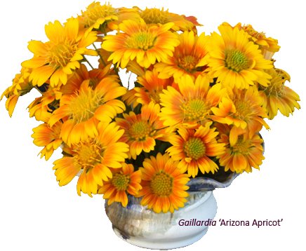 Gaillardia ~ The Arizona Series
