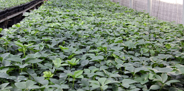 Availability Alert! Helleborus xhyb. Walberton's® Ivory Prince®