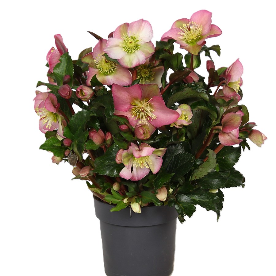 Helleborus - The Sparkle Series