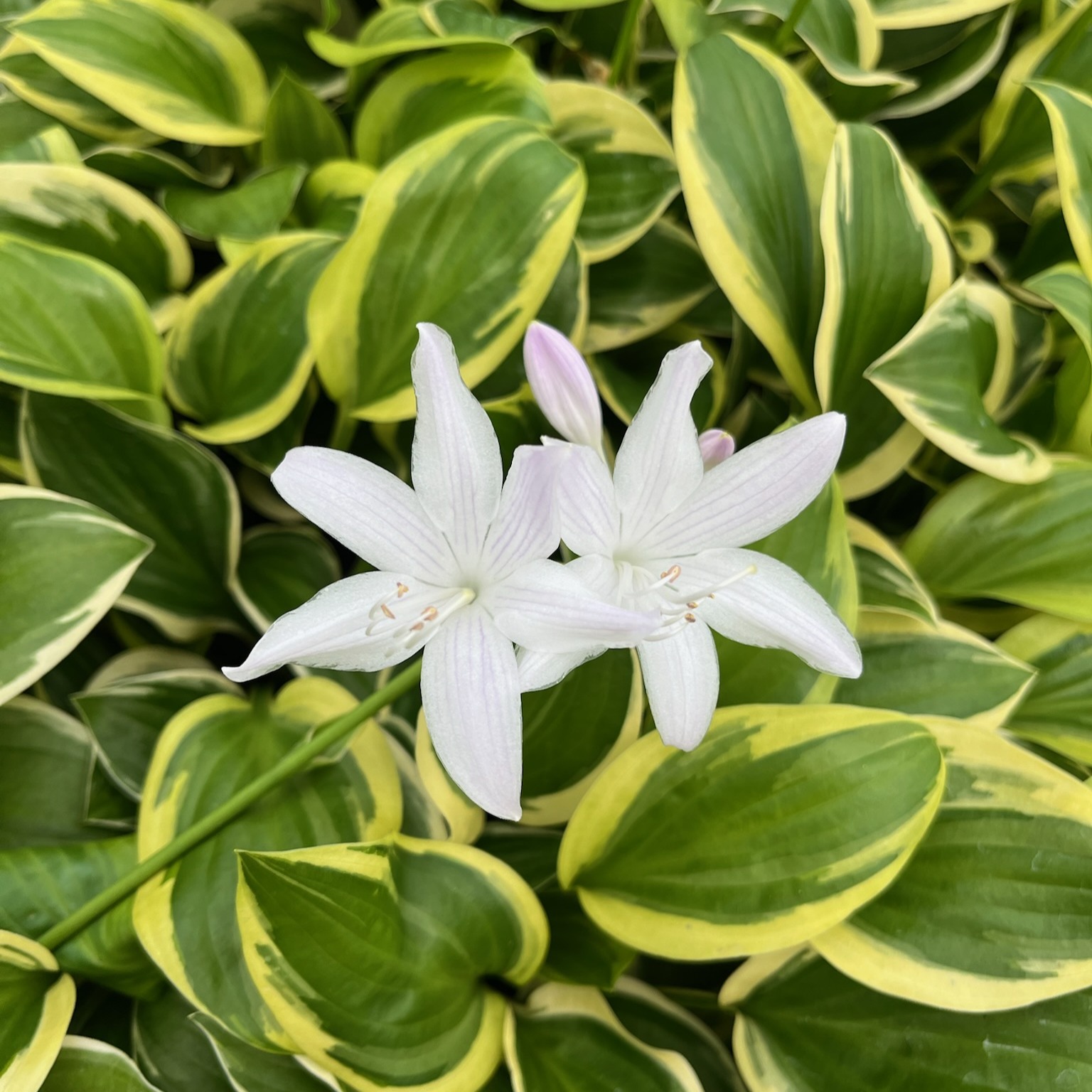 The Other Half of Hot Hosta Hits