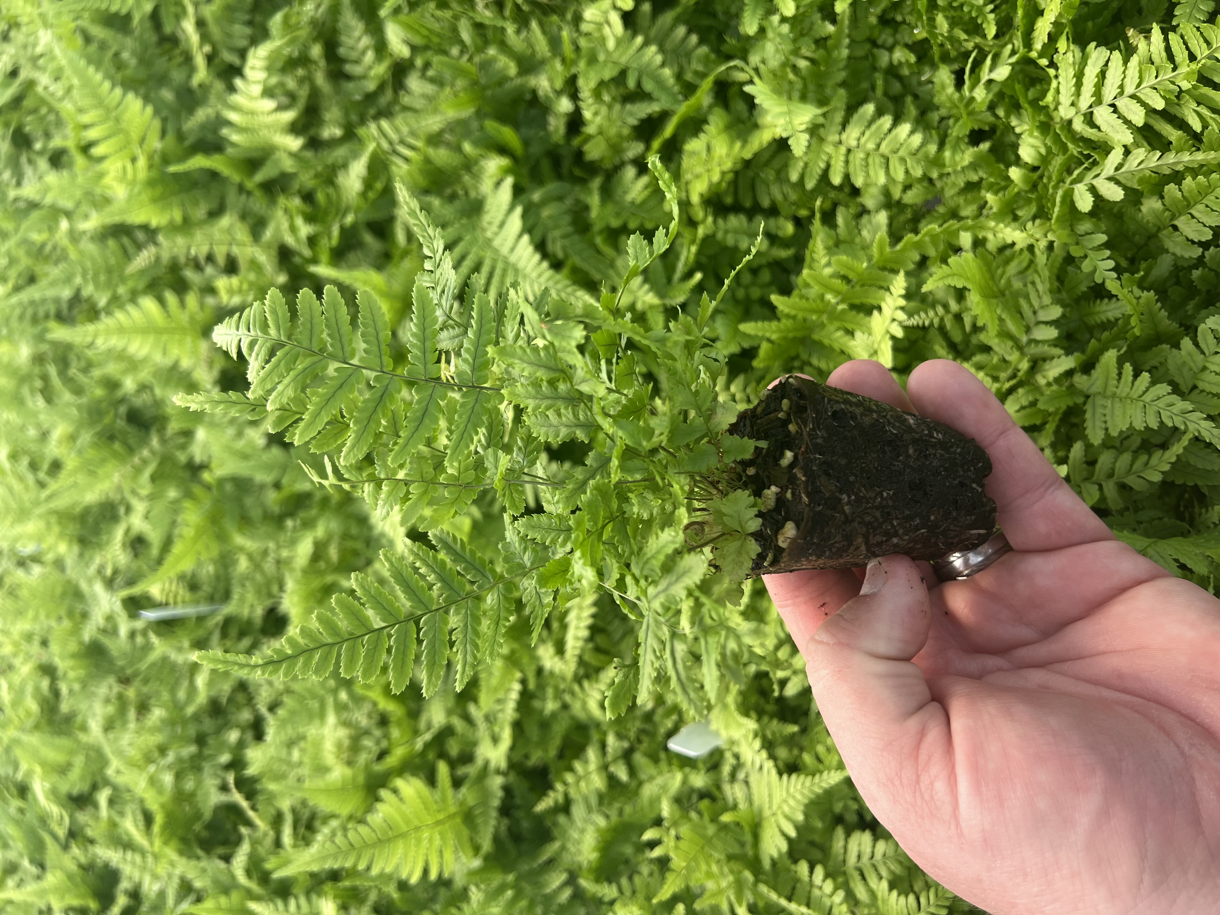 Survival of the Fittest: Ferns