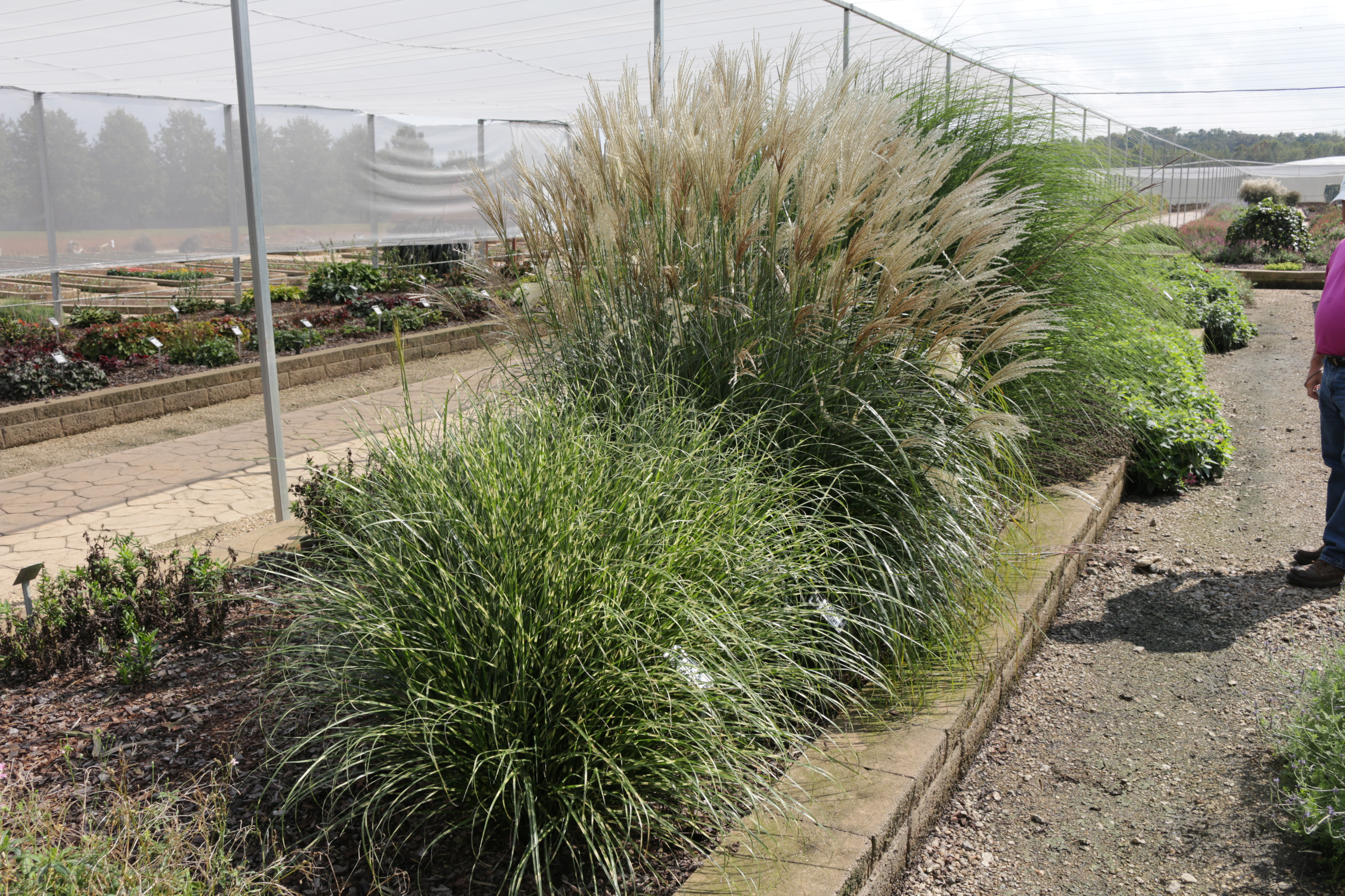 Start Smart with Miscanthus Bandwidth™ and High Frequency™