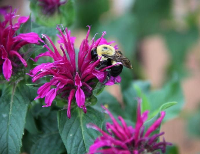 Five Quick Turn Perennials that are Bee-You-Tee-Full!