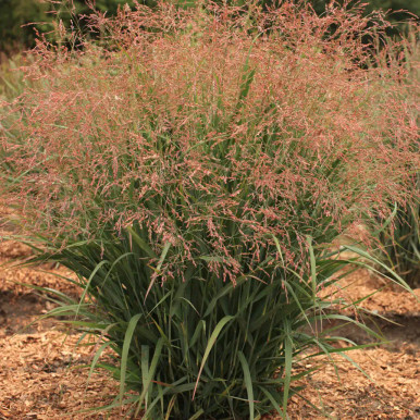 Panicum virgatum ~ The Dream Catcher® Series