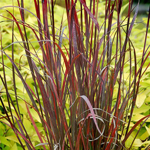 Intrinsic, Indigenous Bluestem