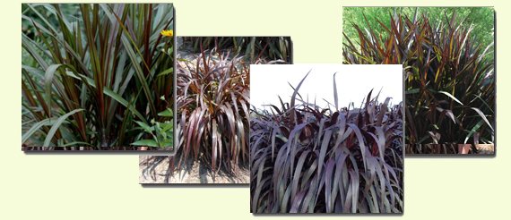 Win Big Pots with The Royal Collection 