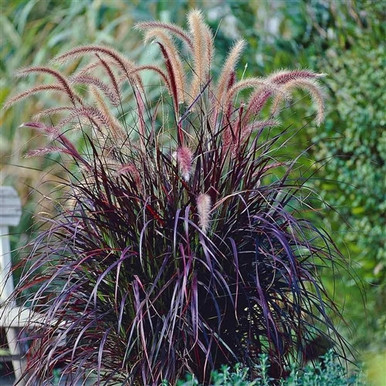 Where Does It All Go? Oh, yeah... Everywhere! (Pennisetum Rubrum) 