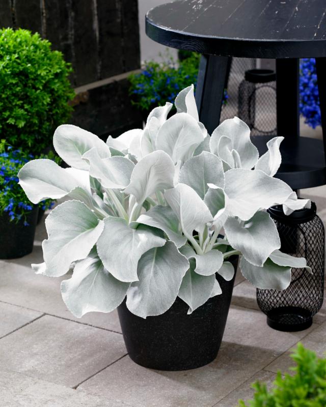 Start the Spring Show with Senecio