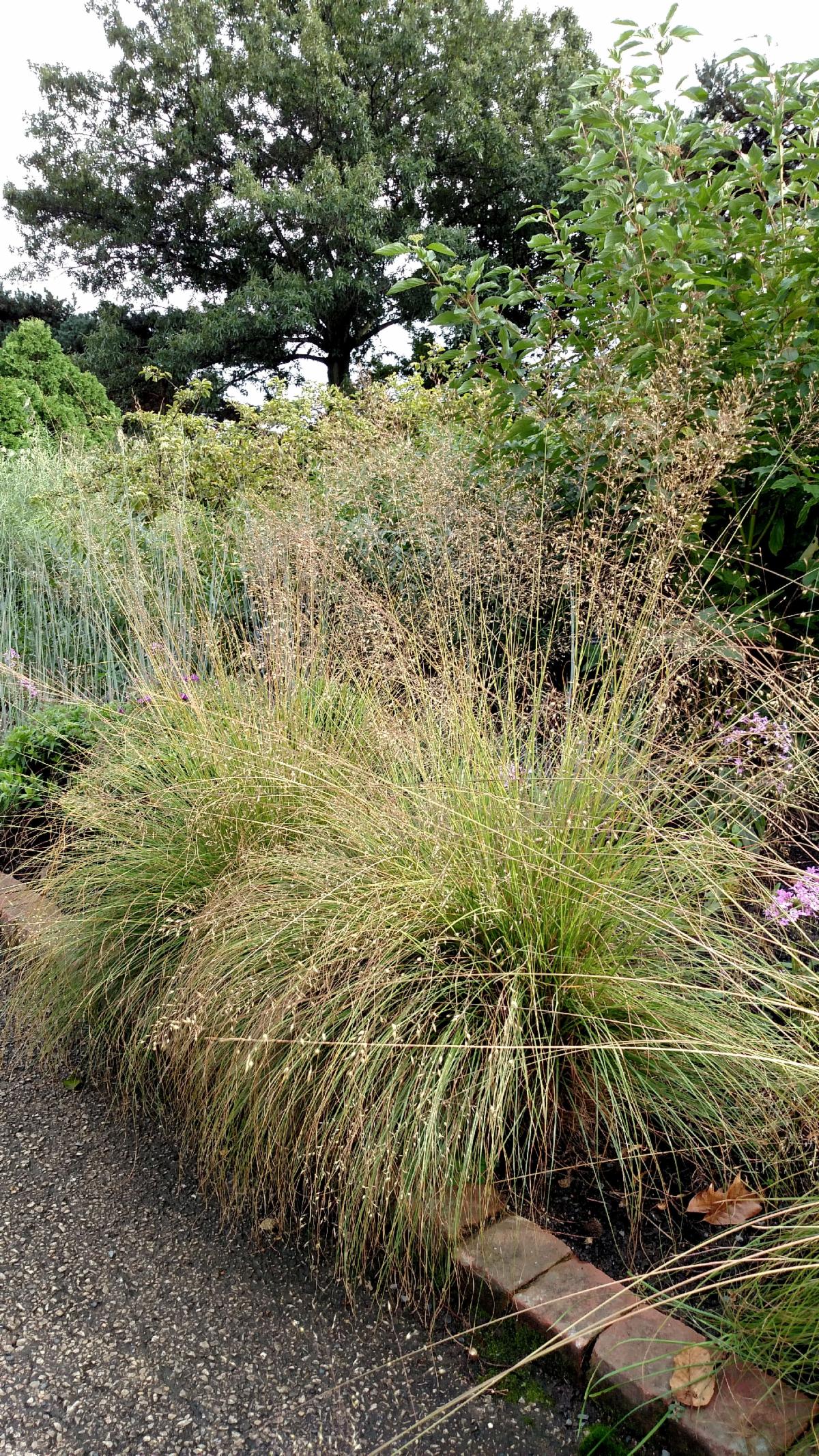 Sporobolus heterolepsis - A Plant of Merit