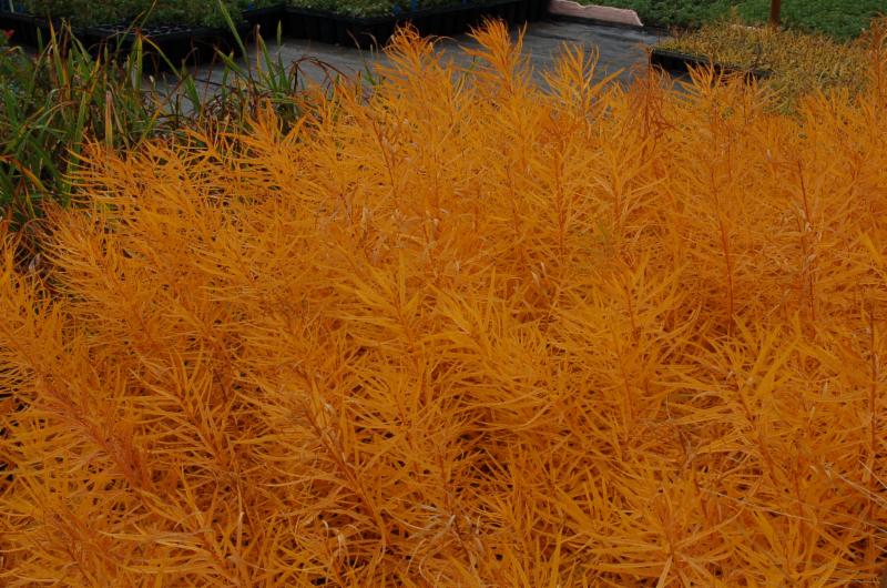 HOW DO YOU MAKE A GREAT THING GREATER? Just add Butterscotch™ Emerald Coast Growers