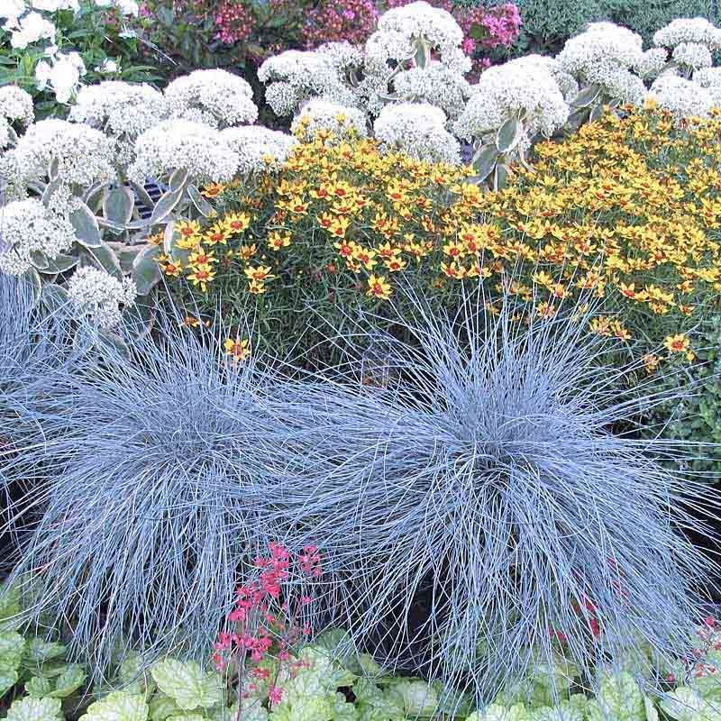 Овсяница Сизая Купить Семена