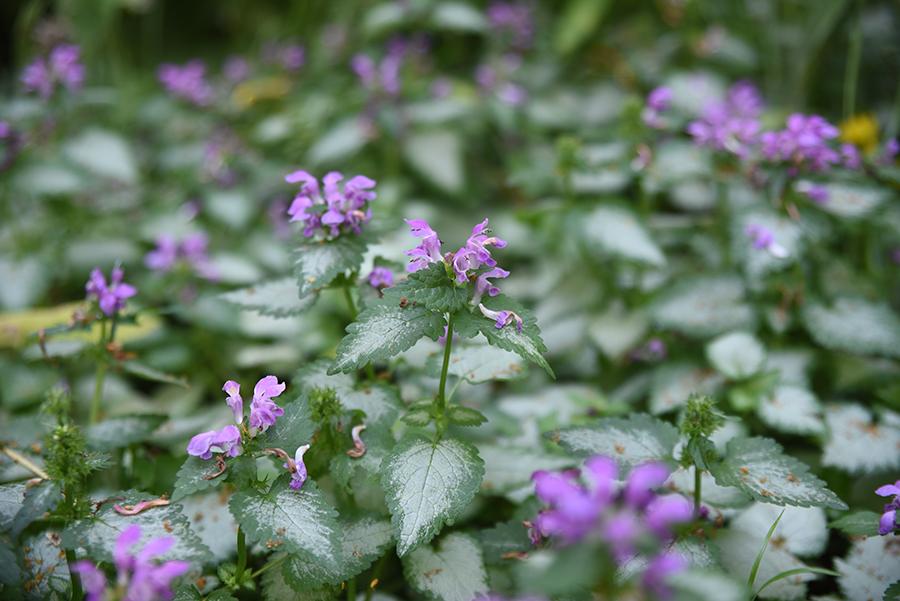 Pretty Plant. Noxious Name - Emerald Coast Growers