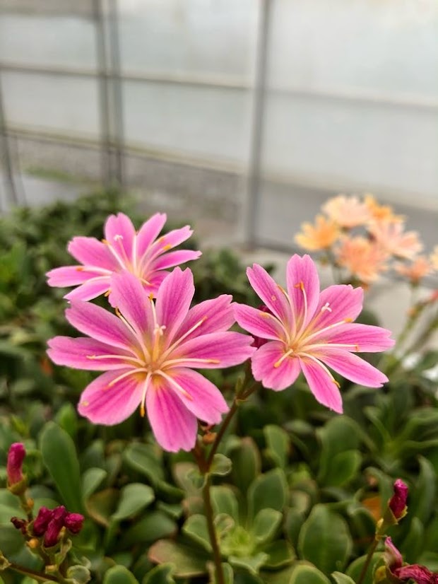 flora plant Flora (2025 New Release) – Flora's Garden main image 1