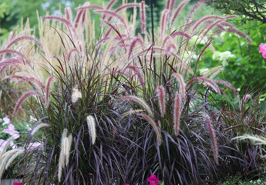 It's the One Everyone Loves Pennisetum xa. 'Rubrum' Emerald Coast