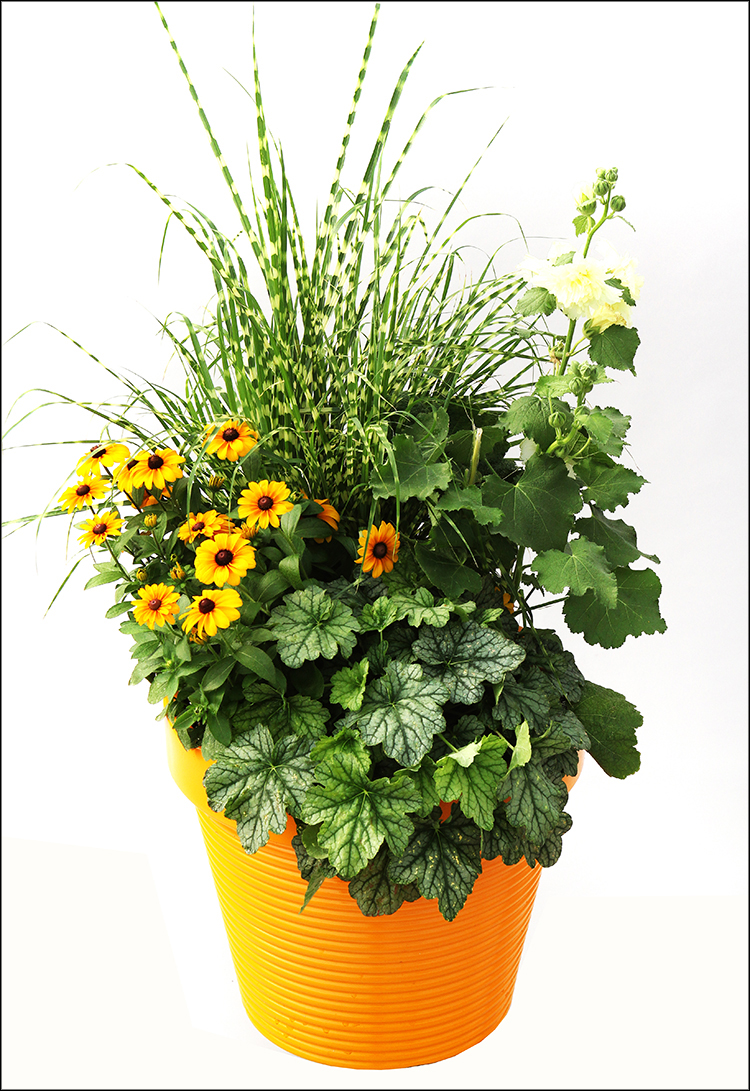 srg-rudbeckia-tiger-eye-gold-heuchera-venus-miscanthus-gold-bar-alcea-spring-celebrities-lemon2.jpg