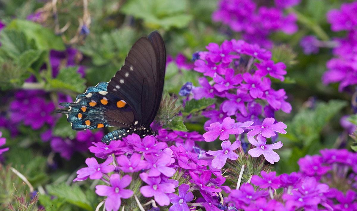 When the Emperor had Purple Clothes (Verbena xcanadensis