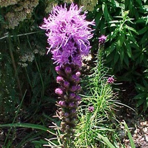 2025.7.25家守ヤモリ葉っぱ隠し　内モンゴル翡翠 Liatris Kobold liners from Emerald Coast Growers