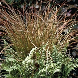 1385-2__32466.1664640676.386.