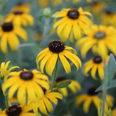 2568-2__77662.1664641158.386.