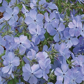 Phlox Blue Moon liners from Emerald Coast Growers