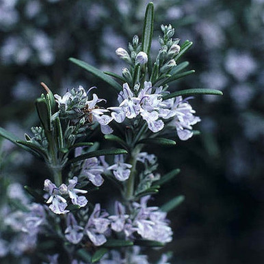 Rosmarinus Arp liners from Emerald Coast Growers