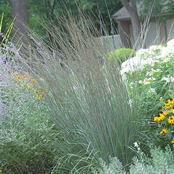 Schizachyrium Blue Heaven liners from Emerald Coast Growers