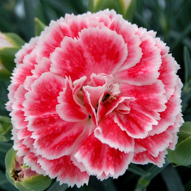 Dianthus Scent First Coral Reef liners from Emerald Coast Growers