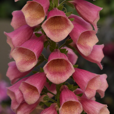 Digitalis_Arctic-Fox-Rose-