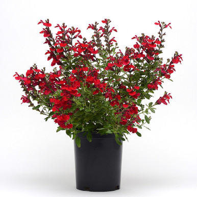 Salvia Mirage Cherry Red liners from Emerald Coast Growers
