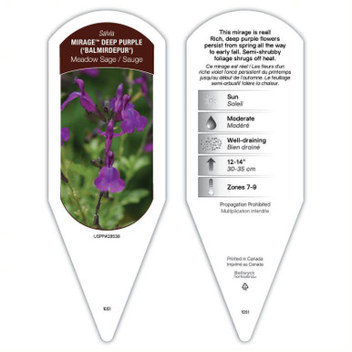 Salvia Mirage Deep Purple sturdy plant id tag with description