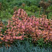 Agastache_Mango_Tango__90070.