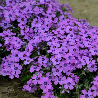 Phlox Eye Shadow liners from Emerald Coast Growers