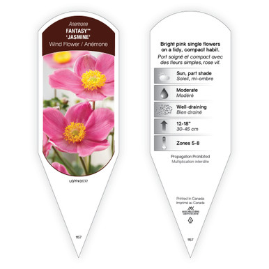 Anemone Fantasy™ hupehensis 'Jasmine' sturdy plant id tag with