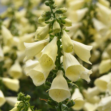 Digitalis-h.-Arctic-Fox-Lemon-