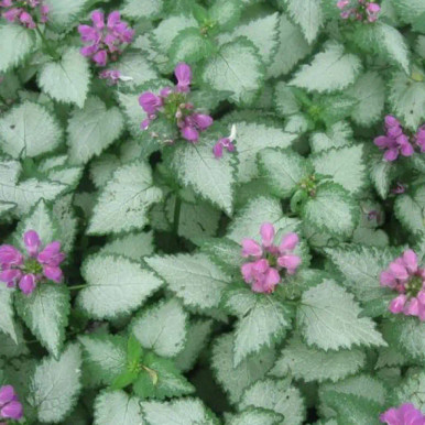 Lamium Orchid Frost liners from Emerald Coast Growers