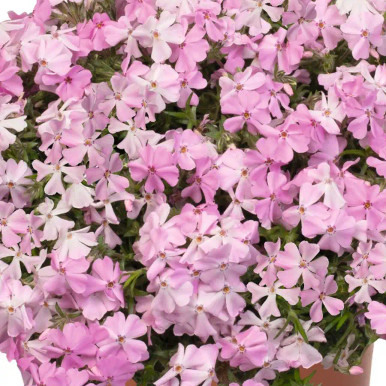 Phlox Spring Soft Pink liners from Emerald Coast Growers