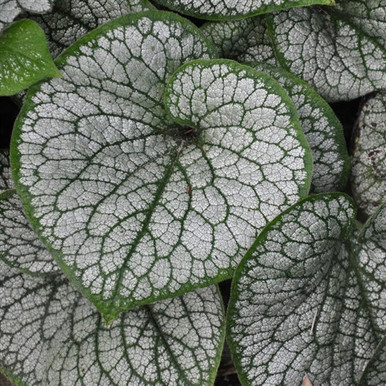 Brunnera Garden Candy Sea Heart liners from Emerald Coast Growers
