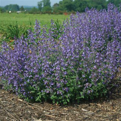 Nepeta Junior Walker liners from Emerald Coast Growers