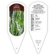 Lavandula Munstead sturdy plant id tag with description, picture
